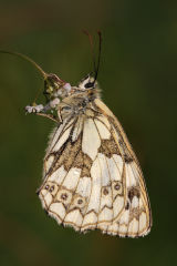 Marbled White