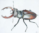 BEETLE