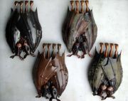 Lovebats