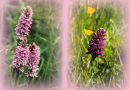 During the summer, there is an abundance of orchids on the crofts