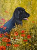 "Bonnet" in a poppy field
