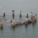 Bird Meeting