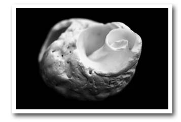 Simple Shell