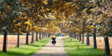 Tree Avenue