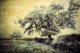 Two Trees