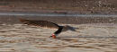 Black Skimmer