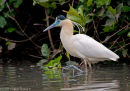 Capped Heron