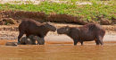 Capybara family