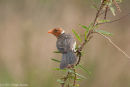 Cardinal