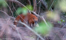 Coati