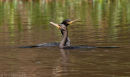 Cormorants