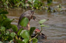 Giant River Otter feeding