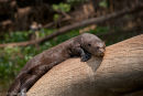 Giant River Otter on log