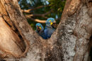 Hyacinth Macaws