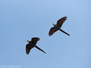 Hyacinth Macaws in flight