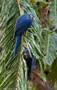 Hyacinth Macaws in palm tree