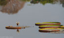 Jacana on giant water lily