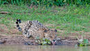 Jaguar drinking