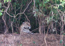 Jaguar on riverbank