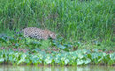 Jaguar walking