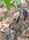 Little ant eater