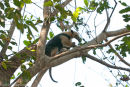 Little ant eater in tree