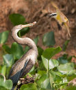 Stealing Fish 2