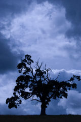 Flash of Blue