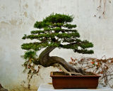 Bonsai, Suzhou, China