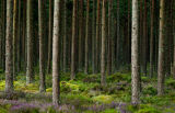 Camore Wood, Dornoch, Scotland