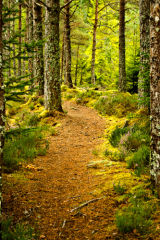 Carbisdale Path, Scotland