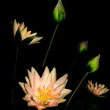 Lillies, Wuxi, China