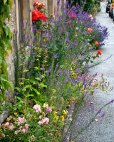 Dornoch Sidewalk Garden
