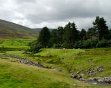 Flocks O Sheep Down in the Glen, Northern Highlands, Scotland