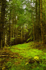 Hallowed, Carbisdale Forest, Scotland