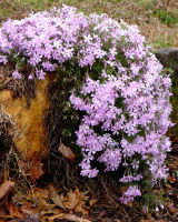 Madison Blooms