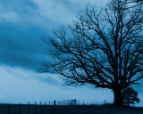 Madison Tree