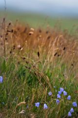 Morning Grasses, St. Andrews, Scotland