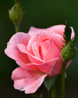 Perfect Rose for ??? (Email me to NAME for your beloved)