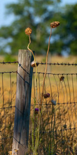 Thistle
