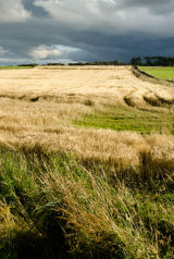 Wheat Field, Sutherland, Scotland