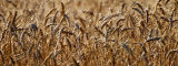 Wheat Field Blues