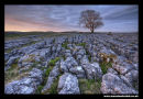 Malham Tree Yorkshire