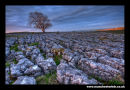 Malham Tree Yorkshire