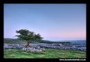 Winskills tree Yorkshire Dales