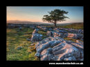 Winskills tree Yorkshire Dales